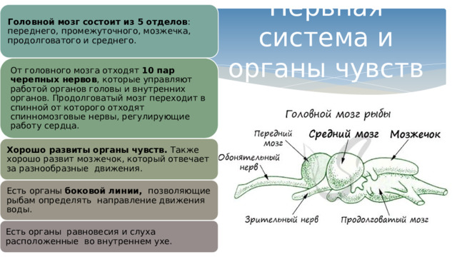 Головной мозг состоит из 5 отделов : переднего, промежуточного, мозжечка, продолговатого и среднего. Нервная система и органы чувств От головного мозга отходят 10 пар черепных нервов , которые управляют работой органов головы и внутренних органов. Продолговатый мозг переходит в спинной от которого отходят спинномозговые нервы, регулирующие работу сердца. Хорошо развиты органы чувств. Также хорошо развит мозжечок, который отвечает за разнообразные движения. Есть органы боковой линии, позволяющие рыбам определять направление движения воды. Есть органы равновесия и слуха расположенные во внутреннем ухе. 