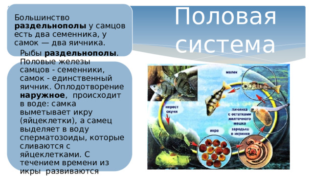 Половая система Большинство раздельнополы у самцов есть два семенника, у самок — два яичника. Рыбы раздельнополы . Половые железы самцов - семенники, самок - единственный яичник. Оплодотворение наружное , происходит в воде: самка выметывает икру (яйцеклетки), а самец выделяет в воду сперматозоиды, которые сливаются с яйцеклетками. С течением времени из икры развиваются молодые особи. 