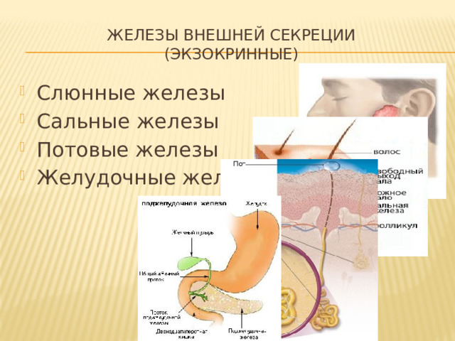 Железы внешней секреции  (экзокринные) Слюнные железы Сальные железы Потовые железы Желудочные железы 