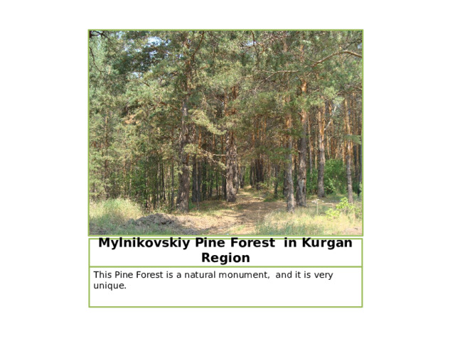 Mylnikovskiy Pine Forest in Kurgan Region This Pine Forest is a natural monument, and it is very unique. 