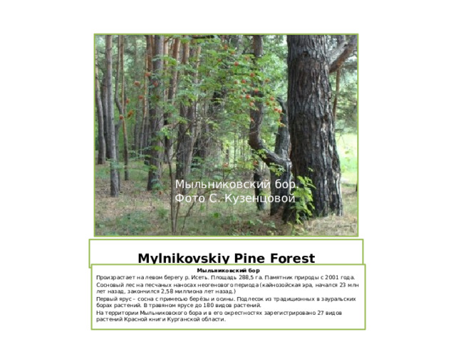 Мыльниковский бор. Фото С. Кузенцовой   Mylnikovskiy Pine Forest Мыльниковский бор Произрастает на левом берегу р. Исеть. Площадь 288,5 га. Памятник природы с 2001 года. Сосновый лес на песчаных наносах неогенового периода (кайнозойская эра, начался 23 млн лет назад, закончился 2,58 миллиона лет назад.) Первый ярус – сосна с примесью берёзы и осины. Подлесок из традиционных в зауральских борах растений. В травяном ярусе до 180 видов растений. На территории Мыльниковского бора и в его окрестностях зарегистрировано 27 видов растений Красной книги Курганской области. 