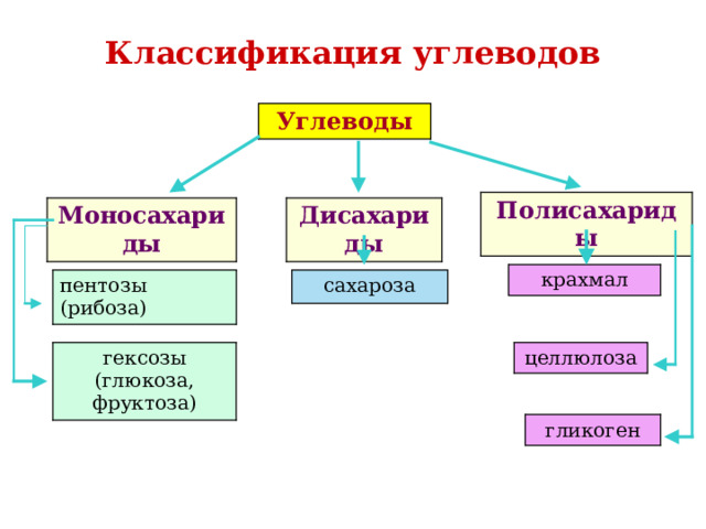 Классификация углеводов Углеводы Полисахариды Дисахариды Моносахариды крахмал пентозы (рибоза) сахароза целлюлоза гексозы (глюкоза, фруктоза) гликоген 