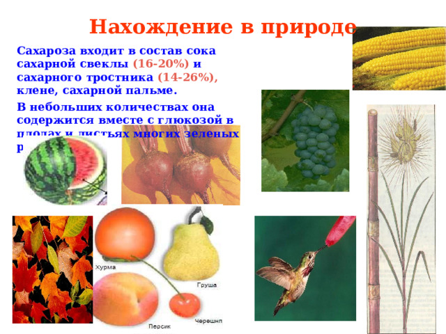 Нахождение в природе Сахароза входит в состав сока сахарной свеклы  (16-20%)  и  сахарного тростника  (14-26%), клене, сахарной пальме. В небольших количествах  она содержится вместе с глюкозой в плодах и листьях многих зеленых растений.  