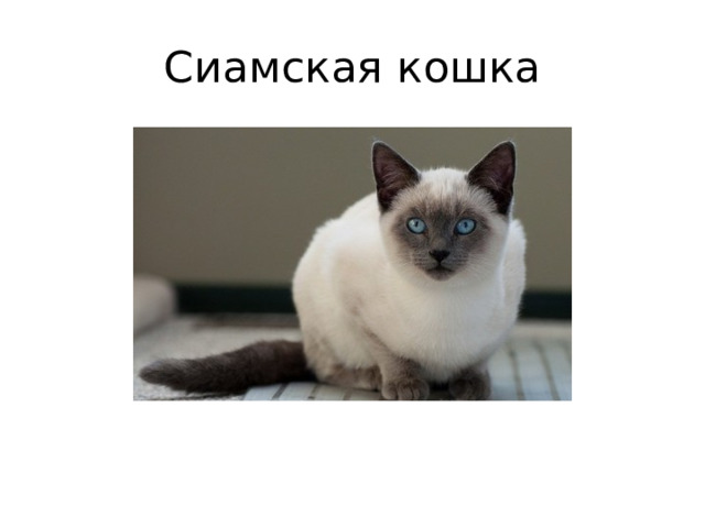 Сиамская кошка 