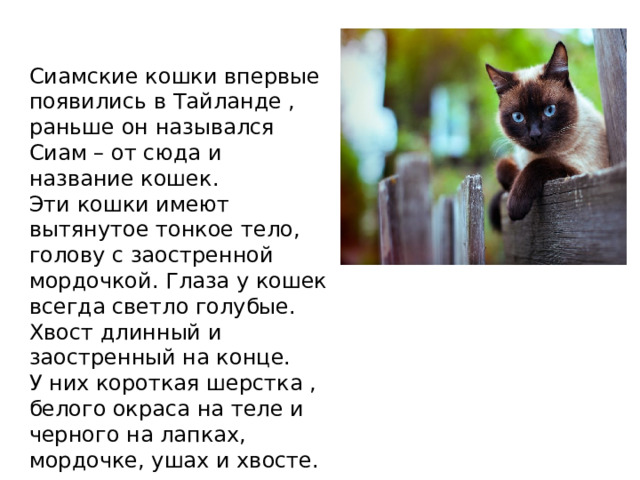 Сиамские кошки впервые появились в Тайланде , раньше он назывался Сиам – от сюда и название кошек. Эти кошки имеют вытянутое тонкое тело, голову с заостренной мордочкой. Глаза у кошек всегда светло голубые. Хвост длинный и заостренный на конце. У них короткая шерстка , белого окраса на теле и черного на лапках, мордочке, ушах и хвосте. 