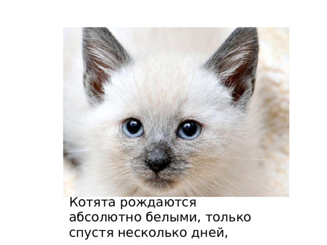 Котята рождаются абсолютно белыми, только спустя несколько дней, начинают темнеть. 