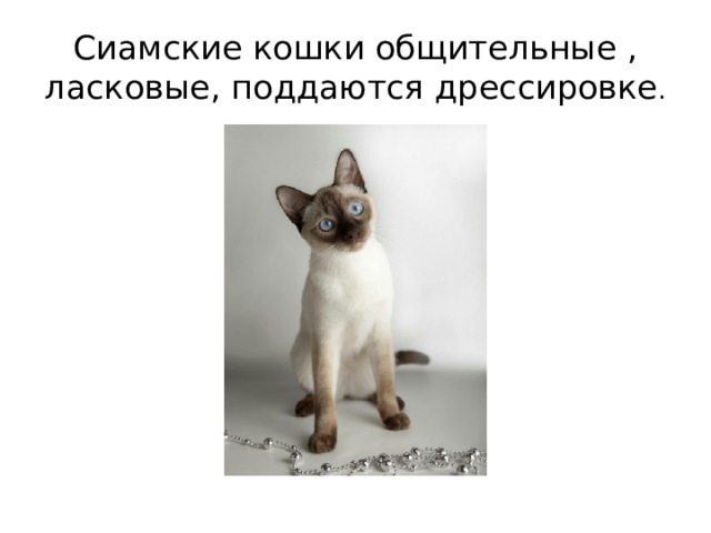 Сиамские кошки общительные , ласковые, поддаются дрессировке . 