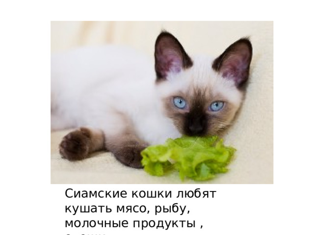  Он Сиамские кошки любят кушать мясо, рыбу, молочные продукты , овощи. 