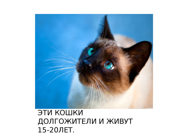 ЭТИ КОШКИ ДОЛГОЖИТЕЛИ И ЖИВУТ 15-20ЛЕТ. 