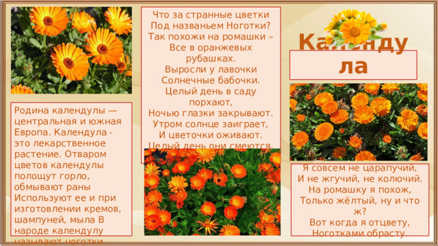 Что за странные цветки  Под названьем Ноготки?  Так похожи на ромашки –  Все в оранжевых рубашках.  Выросли у лавочки  Солнечные бабочки.  Целый день в саду порхают,  Ночью глазки закрывают.  Утром солнце заиграет,  И цветочки оживают.  Целый день они смеются.  Все Календулой зовутся. Календула Родина календулы — центральная и южная Европа. Календула - это лекарственное растение. Отваром цветов календулы полощут горло, обмывают раны Используют ее и при изготовлении кремов, шампуней, мыла В народе календулу называют ноготки. Я совсем не царапучий,  И не жгучий, не колючий.  На ромашку я похож,  Только жёлтый, ну и что ж?  Вот когда я отцвету,  Ноготками обрасту. 