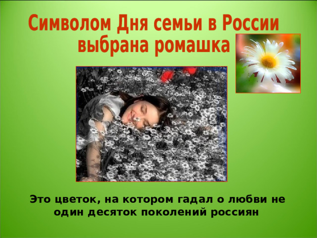 Это цветок, на котором гадал о любви не один десяток поколений россиян     