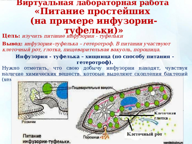 Виртуальная лабораторная работа  «Питание простейших  (на примере инфузории-туфельки)» Цель:  изучить питание инфузории - туфельки Вывод:  инфузория–туфелька – гетеротроф. В питании участвуют клеточный рот, глотка, пищеварительная вакуоль, порошица. Инфузория - туфелька – хищница (по способу питания - гетеротроф). Нужно отметить, что свою добычу инфузории находят, чувствуя наличие химических веществ, которые выделяют скопления бактерий (хемотаксис), т.е. инфузория обладает раздражимостью.  