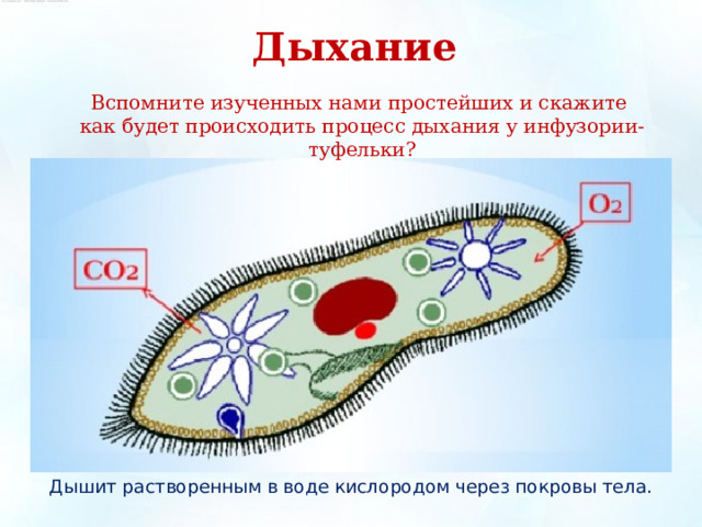 Дыхание Вспомните изученных нами простейших и скажите как будет происходить процесс дыхания у инфузории-туфельки? Дышит растворенным в воде кислородом через покровы тела. 