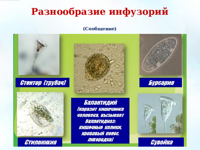 Разнообразие инфузорий   (Сообщение) 