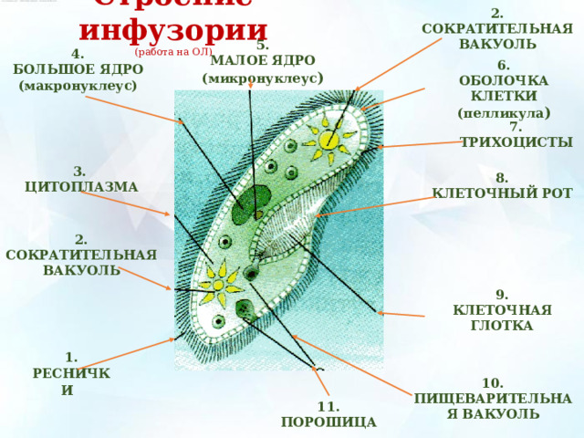 Строение инфузории (работа на ОЛ) 2. СОКРАТИТЕЛЬНАЯ ВАКУОЛЬ  5. МАЛОЕ ЯДРО (микронуклеус ) 4. БОЛЬШОЕ ЯДРО (макронуклеус) 6. ОБОЛОЧКА КЛЕТКИ (пелликула ) 7. ТРИХОЦИСТЫ 3. ЦИТОПЛАЗМА 8. КЛЕТОЧНЫЙ РОТ 2. СОКРАТИТЕЛЬНАЯ ВАКУОЛЬ  9. КЛЕТОЧНАЯ ГЛОТКА 1. РЕСНИЧКИ   10. ПИЩЕВАРИТЕЛЬНАЯ ВАКУОЛЬ 11. ПОРОШИЦА 10 