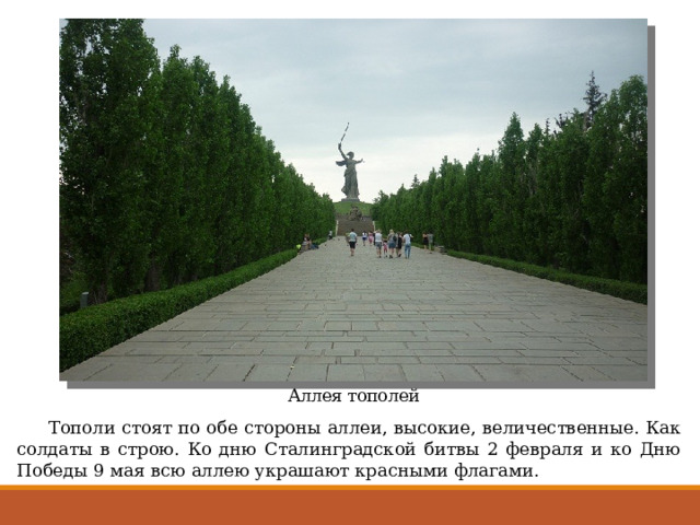 Аллея тополей  Тополи стоят по обе стороны аллеи, высокие, величественные. Как солдаты в строю. Ко дню Сталинградской битвы 2 февраля и ко Дню Победы 9 мая всю аллею украшают красными флагами. 