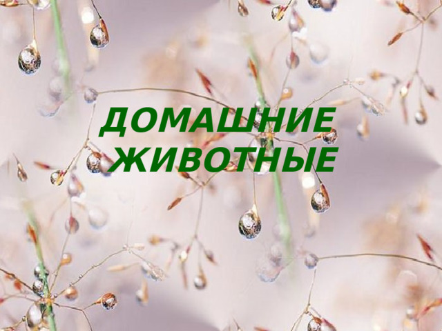 ДОМАШНИЕ ЖИВОТНЫЕ 