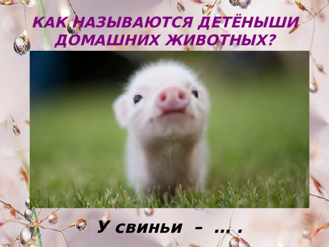 КАК НАЗЫВАЮТСЯ ДЕТЁНЫШИ ДОМАШНИХ ЖИВОТНЫХ? У свиньи – … . 