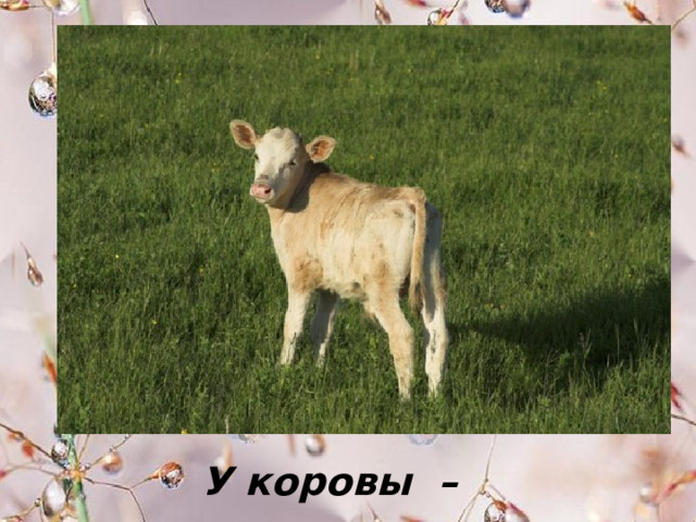 У коровы – … . 