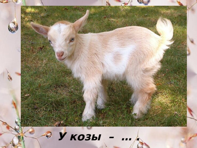 У козы – … . 