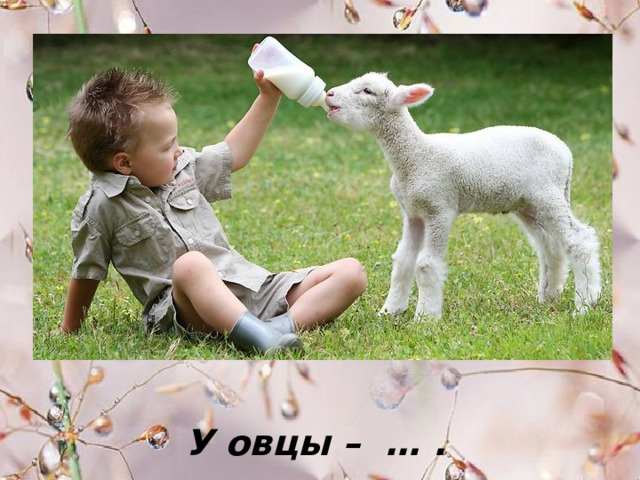 У овцы – … . 