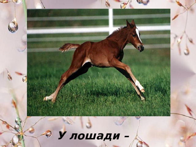 У лошади – … . 