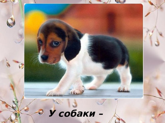 У собаки – … . 