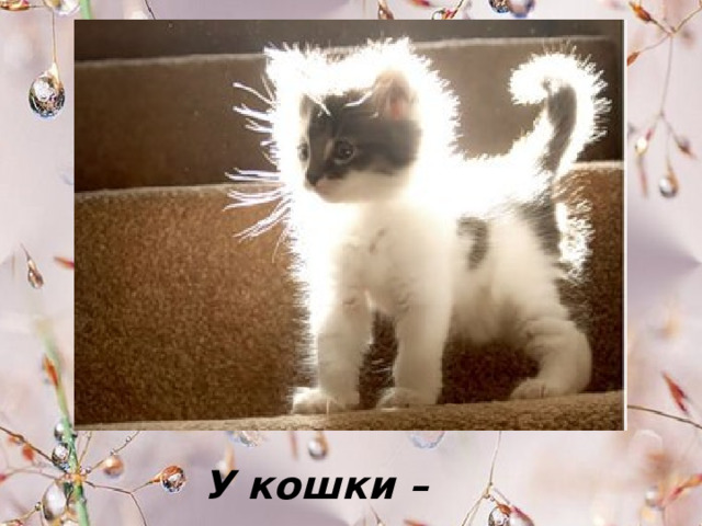 У кошки – … . 