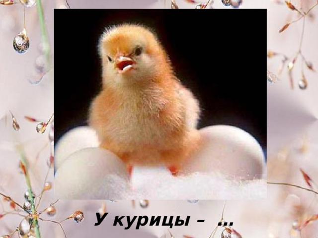 У курицы – … . 