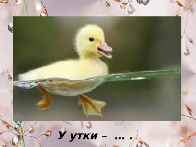 У утки – … . 