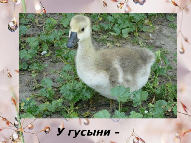У гусыни – … . 