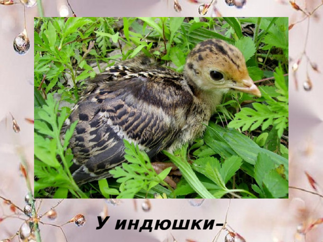 У индюшки– … . 