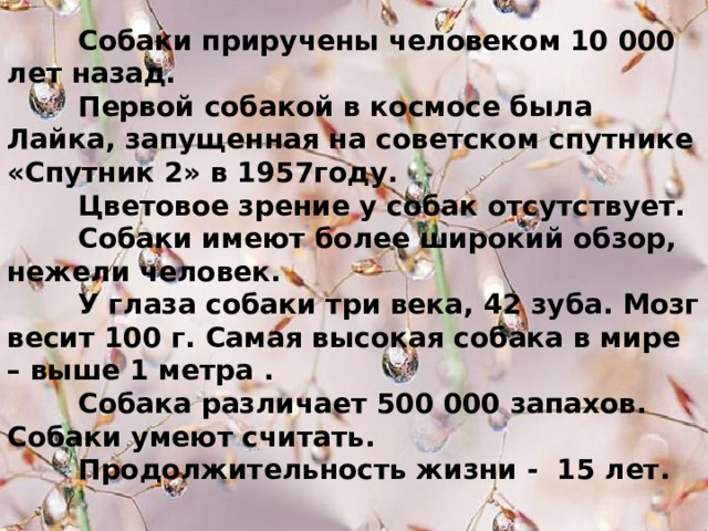  Собаки приручены человеком 10 000 лет  назад.  Первой собакой в космосе была Лайка, запущенная на советском спутнике «Спутник 2» в 1957году.  Цветовое зрение у собак отсутствует.  Собаки имеют более широкий обзор, нежели человек.  У глаза собаки три века, 42 зуба. Мозг весит 100 г. Самая высокая собака в мире – выше 1 метра .  Собака различает 500 000 запахов. Собаки умеют считать.  Продолжительность жизни - 15 лет. 