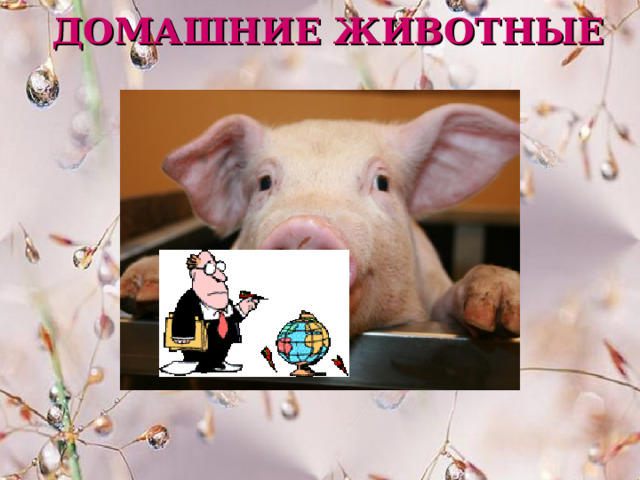 ДОМАШНИЕ ЖИВОТНЫЕ 