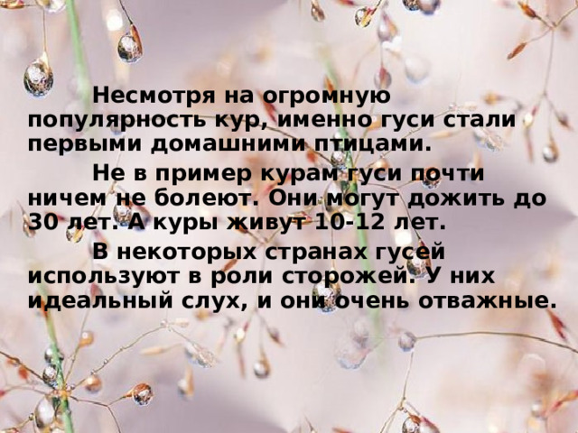  Несмотря на огромную популярность кур, именно гуси стали первыми домашними птицами.  Не в пример курам гуси почти ничем не болеют. Они могут дожить до 30 лет. А куры живут 10-12 лет.  В некоторых странах гусей используют в роли сторожей. У них идеальный слух, и они очень отважные. 