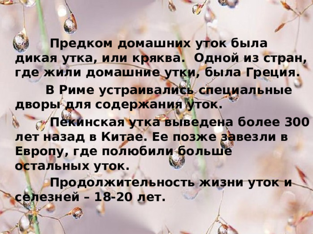  Предком домашних уток была дикая утка, или кряква. Одной из стран, где жили домашние утки, была Греция.  В Риме устраивались специальные дворы для содержания уток.  Пекинская утка выведена более 300 лет назад в Китае. Ее позже завезли в Европу, где полюбили больше остальных уток.  Продолжительность жизни уток и селезней – 18-20 лет.  