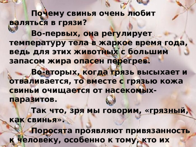  Почему свинья очень любит валяться в грязи?  Во-первых, она регулирует температуру тела в жаркое время года, ведь для этих животных с большим запасом жира опасен перегрев.  Во-вторых, когда грязь высыхает и отваливается, то вместе с грязью кожа свиньи очищается от насекомых-паразитов.  Так что, зря мы говорим, «грязный, как свинья».  Поросята проявляют привязанность к человеку, особенно к тому, кто их кормит и ухаживает за ними. 