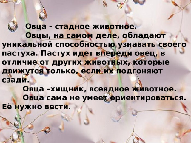  Овца - стадное животное.  Овцы, на самом деле, обладают уникальной способностью узнавать своего пастуха. Пастух идет впереди овец, в отличие от других животных, которые движутся только, если их подгоняют сзади.  Овца –хищник, всеядное животное.  Овца сама не умеет ориентироваться. Её нужно вести. 