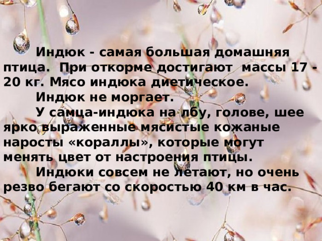  Индюк - самая большая домашняя птица. При откорме достигают массы 17 - 20 кг. Мясо индюка диетическое.  Индюк не моргает.  У самца-индюка на лбу, голове, шее ярко выраженные мясистые кожаные наросты «кораллы», которые могут менять цвет от настроения птицы.     Индюки совсем не летают, но очень резво бегают со скоростью 40 км в час. 