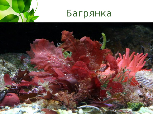 Багрянка 
