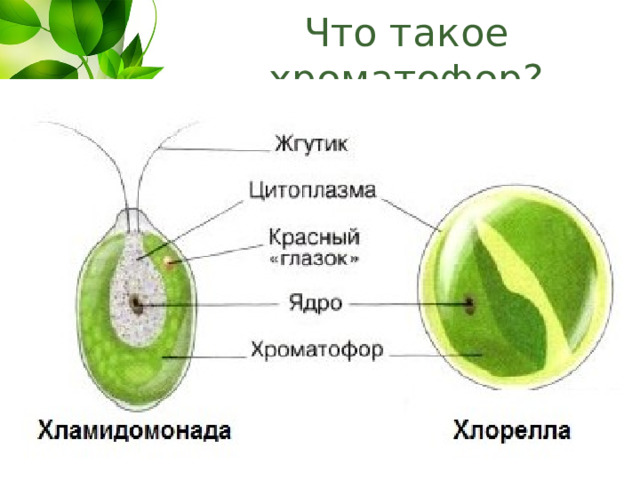 Что такое хроматофор? 
