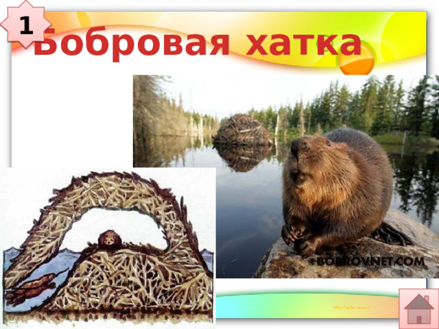 1 Бобровая хатка 
