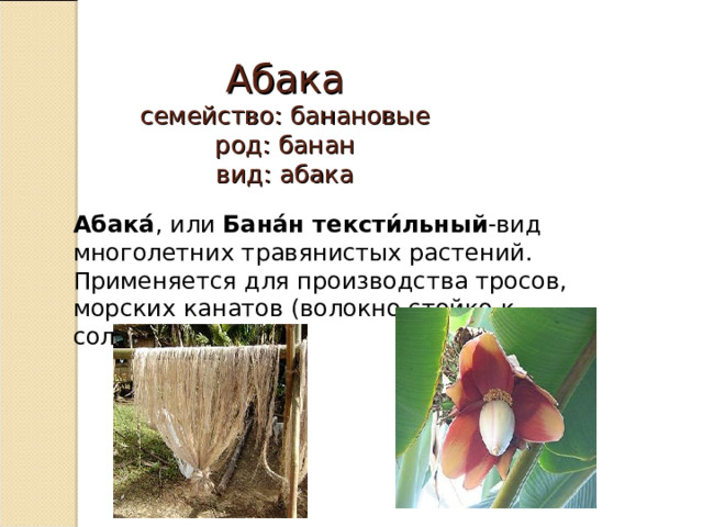 Абака  семейство: банановые  род: банан  вид: абака    Абака́ , или  Бана́н тексти́льный -вид многолетних травянистых растений. Применяется для производства тросов, морских канатов (волокно стойко к солёной воде). 