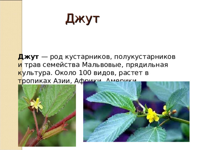 Джут Джут — род кустарников, полукустарников и трав семейства Мальвовые, прядильная культура. Около 100 видов, растет в тропиках Азии, Африки, Америки, Австралии. 