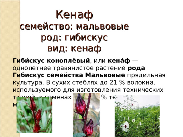 Кенаф  семейство: мальвовые  род: гибискус  вид: кенаф Гиби́скус коноплёвый , или кена́ф — однолетнее травянистое растение рода Гибискус семейства  Мальвовые прядильная культура. В сухих стеблях до 21 % волокна, используемого для изготовления технических тканей, в семенах — до 20 % технического масла. 