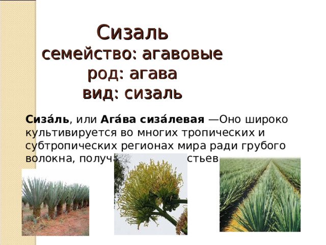 Сизаль  семейство: агавовые  род: агава  вид: сизаль Сиза́ль , или Ага́ва сиза́левая —Оно широко культивируется во многих тропических и субтропических регионах мира ради грубого волокна, получаемого из листьев. 