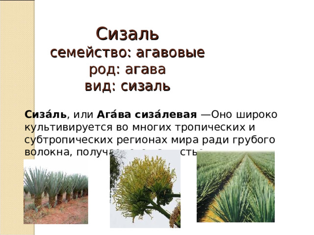 Сизаль  семейство: агавовые  род: агава  вид: сизаль Сиза́ль , или Ага́ва сиза́левая —Оно широко культивируется во многих тропических и субтропических регионах мира ради грубого волокна, получаемого из листьев. 