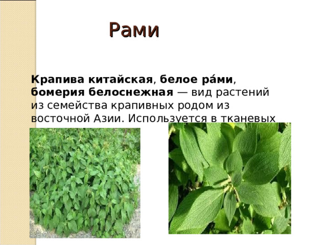 Рами Крапива китайская , белое ра́ми , бомерия белоснежная — вид растений из семейства крапивных родом из восточной Азии. Используется в тканевых изделиях. 