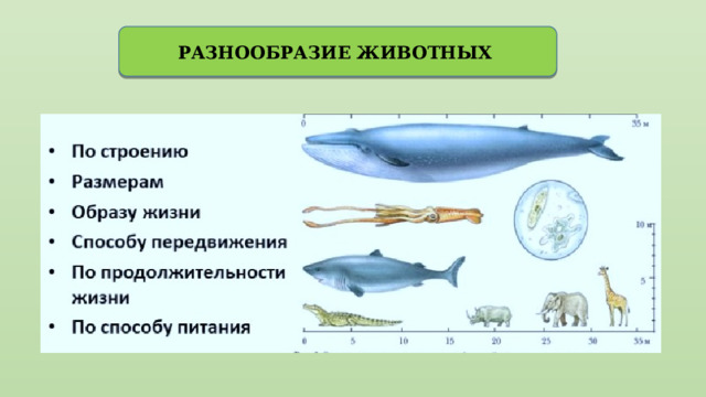РАЗНООБРАЗИЕ ЖИВОТНЫХ 
