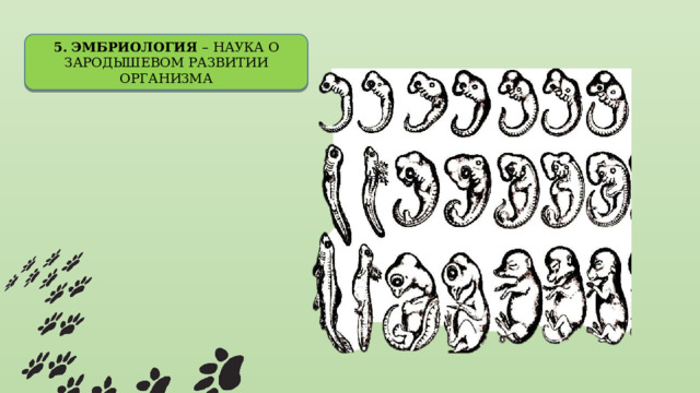 5. ЭМБРИОЛОГИЯ – НАУКА О ЗАРОДЫШЕВОМ РАЗВИТИИ ОРГАНИЗМА 